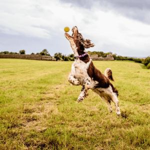 English Springer Spaniel