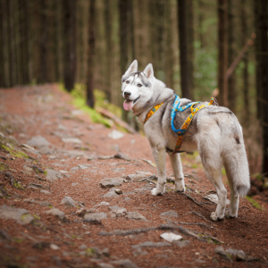 Forest Dog Rescue How To