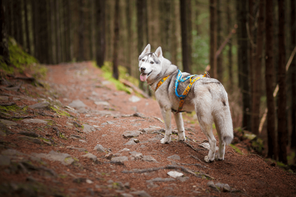 Forest Dog Rescue How To