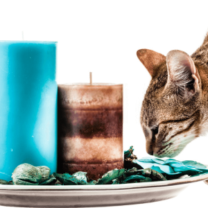 Holistic cat food