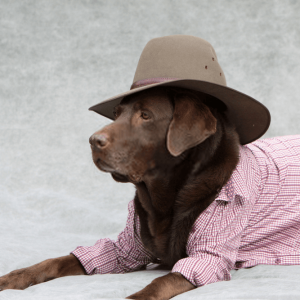 How to Start a Boarding Business For Pets