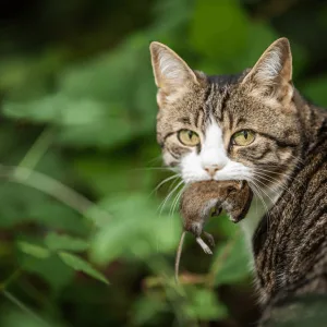 IS PET FOOD KILLING YOUR PET