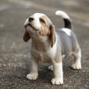 Search Puppies to find on Pet Classifieds