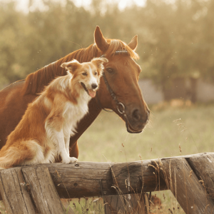 Stud dog meat selection and propagation techniques