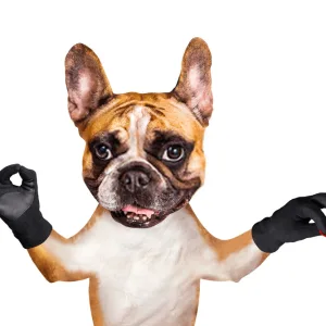 Teach Your Dog to Find Your Keys