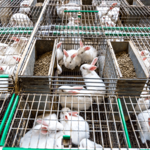 The Best Cage For Your Rabbit