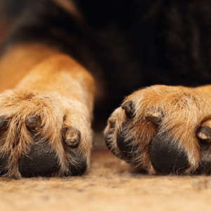 The Great North Dog Walk - Best Paws Forward