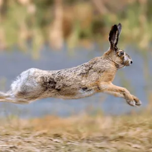 The Habitat Of Wild Rabbits