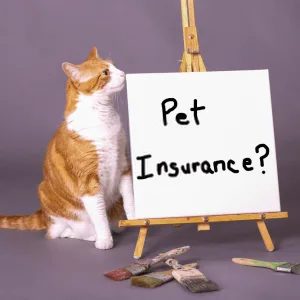 Veterinary Pet Insurance Guide