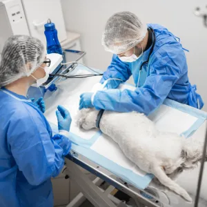 The Veterinary Surgeon, about veterinarian surgery