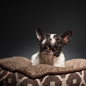 4 Simple Steps to Find Unique Dog Beds