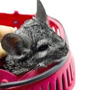 Advantages of a Soft Pet Carrier