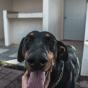 Dachshunds Are King