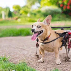 Dog Wheelchairs: The Absolute Details