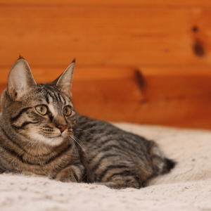Hayman Island cats