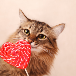 Memories of My Feral Cat