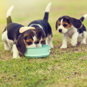 Puppy Nutrition