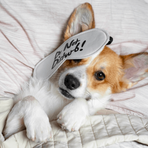 Report on Spoil Your Pet Day