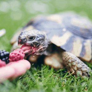 Reptile Pet Supplies