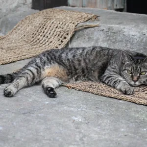 What Does A Cat DoorMat Say About You