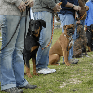 Why Winston Salem Dog Training Club is Good For You