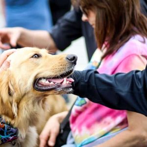 Are you a Cat Person or Dog Person?