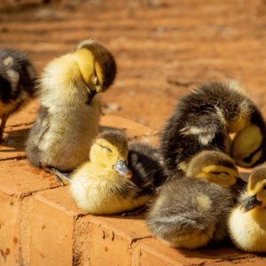 What is your ideal pet based on how you live your life?