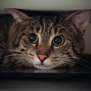 Anxiety In Cats