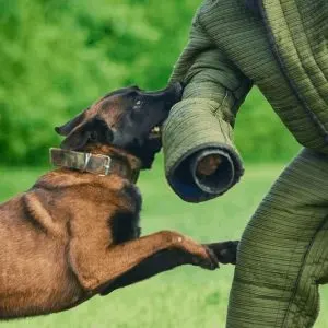 Attack Dog Training