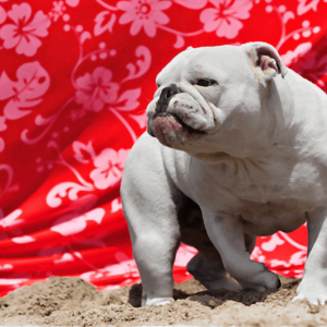 BULLDOG-HEALTH