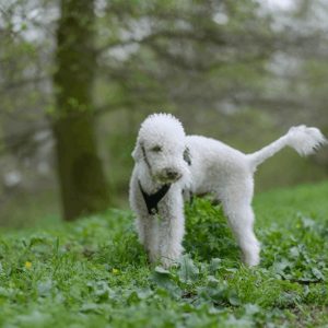 Bedlington Terrier