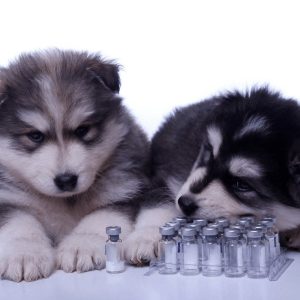 Canine Hepatitis