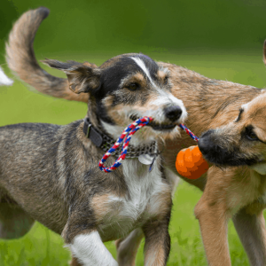Common dog