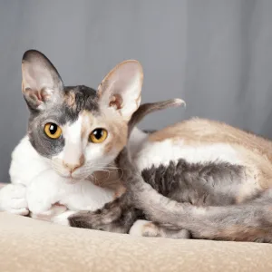 Cornish Rex CAT