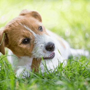 Dogs Eat Grass and Poop