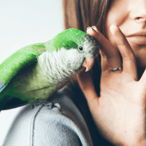 Enjoying Parakeet Sounds