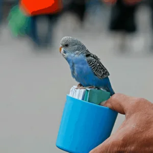 How To Teach Your Parrot Tricks