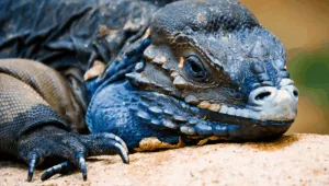 Iguana Care Tips