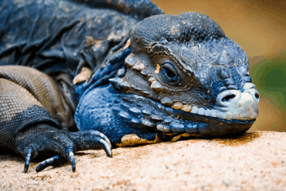 Iguana Care Tips