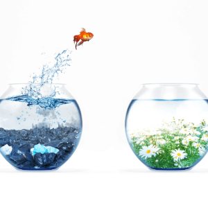 Introducing New Fish to Your Aquarium