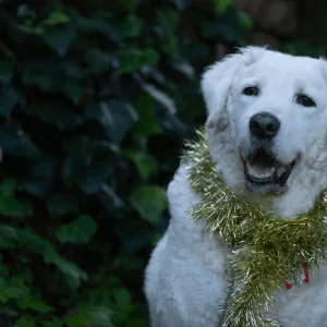 Kuvasz Dog detailed characteristics