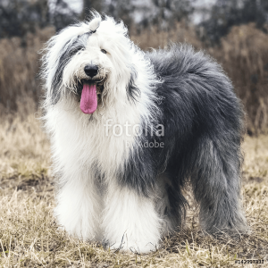 Old English Sheepdog