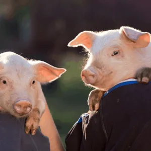 Sammy the Pig & the Amazing Vet