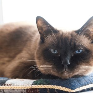 Sebastian FIV Cat