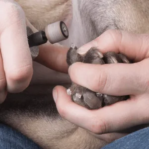 Step By Step Directions on How to Clip Your Dog's Nails
