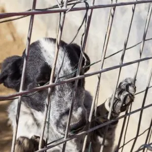 The Importance Of An Insulated Dog House