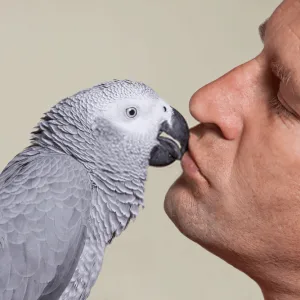 African Grey Cages