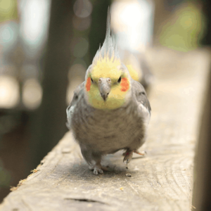 All you need to know about: Cockatiel