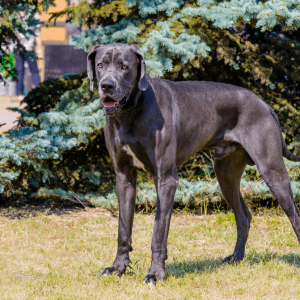 Armant Dog Breed