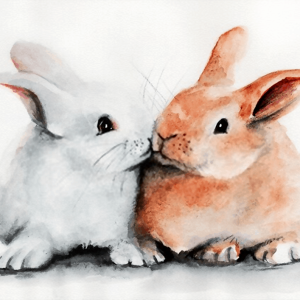 Bunnies get used to each other